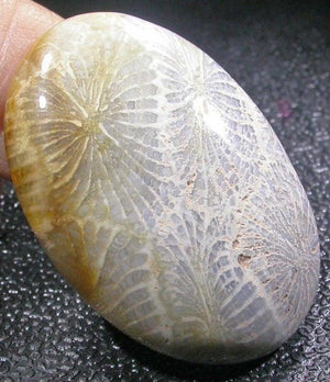 Fossil Coral - a stone of wisdom & success