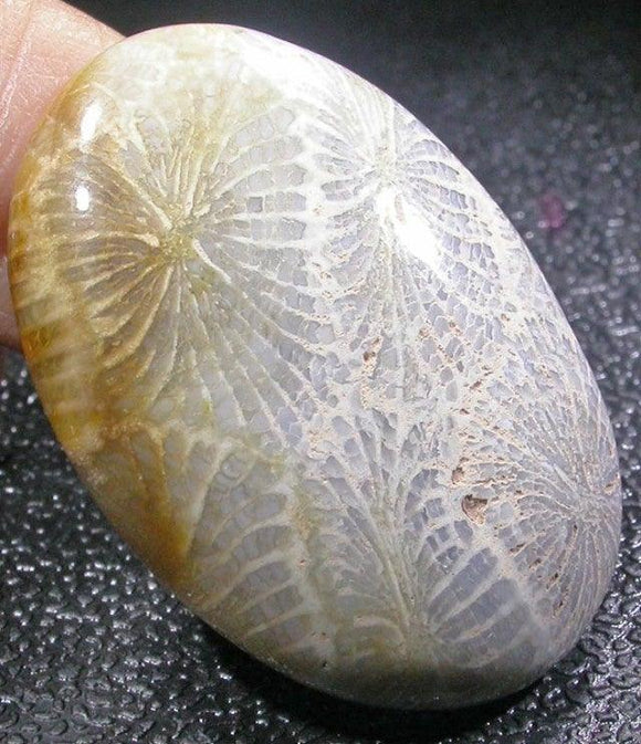 Fossil Coral - a stone of wisdom & success - SILBERUH