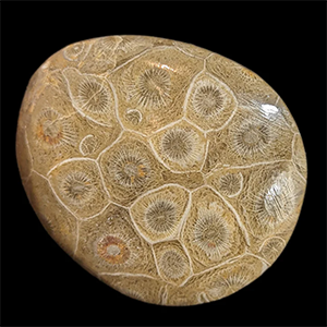Fossil Coral – A Stone of Ancient Energy, Grounding & Transformation