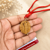 Natural Two Mukhi Rudraksha pendant with certificate