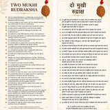 2 Mukhi Rudraksha close-up with MGL certificate