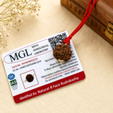 Natural 4 Mukhi Rudraksha from Nepal with MGL certification