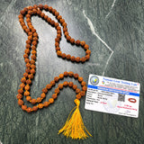 Certified 5 Mukhi natural Rudraksha Jaap Mala with 108 beads by Silberuh