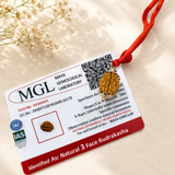 Certified 3 Mukhi Rudraksha pendant with red thread