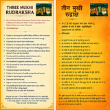 Certified Natural Three Mukhi Rudraksha North India