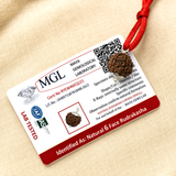 Natural 6 Mukhi Rudraksha from Nepal with certification