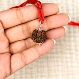 Certified 6 Face Rudraksha from Nepal